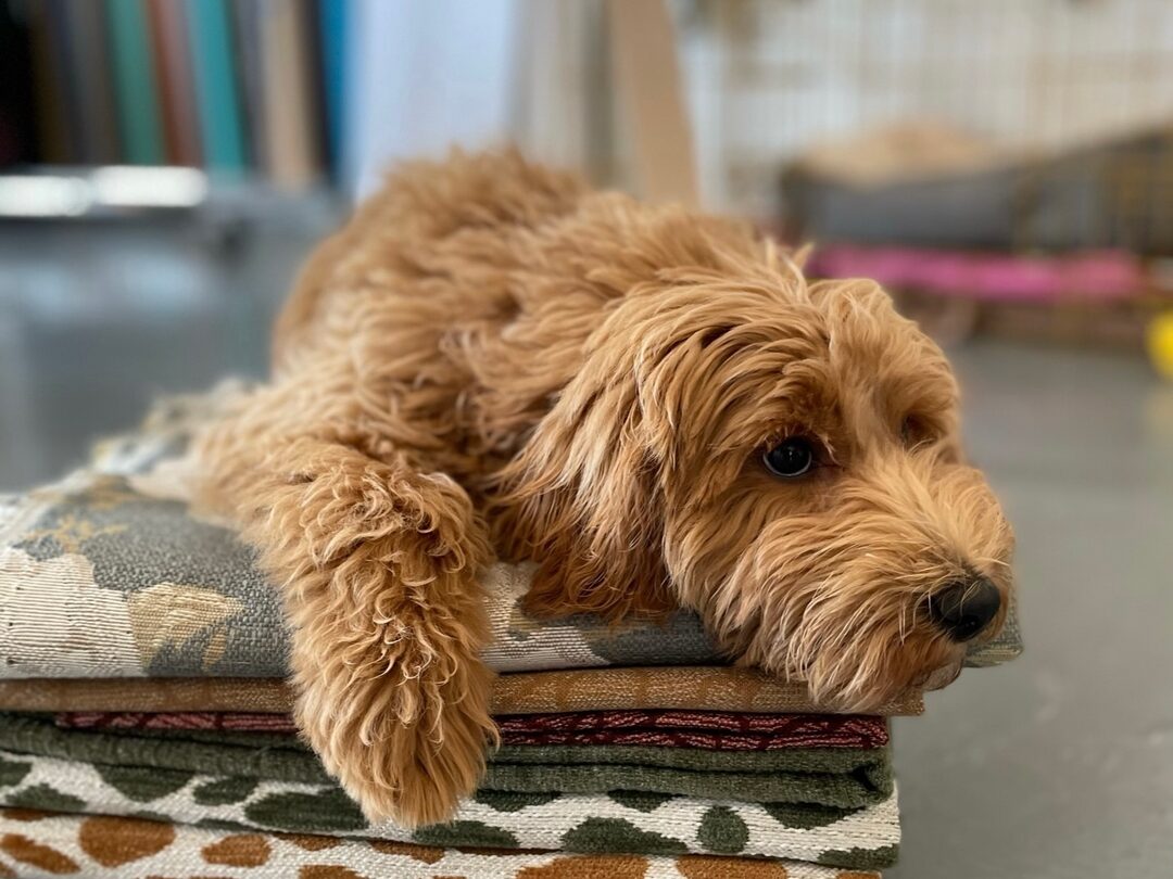 Revolution fabric with a puppy laying on top of the performance fabrics.